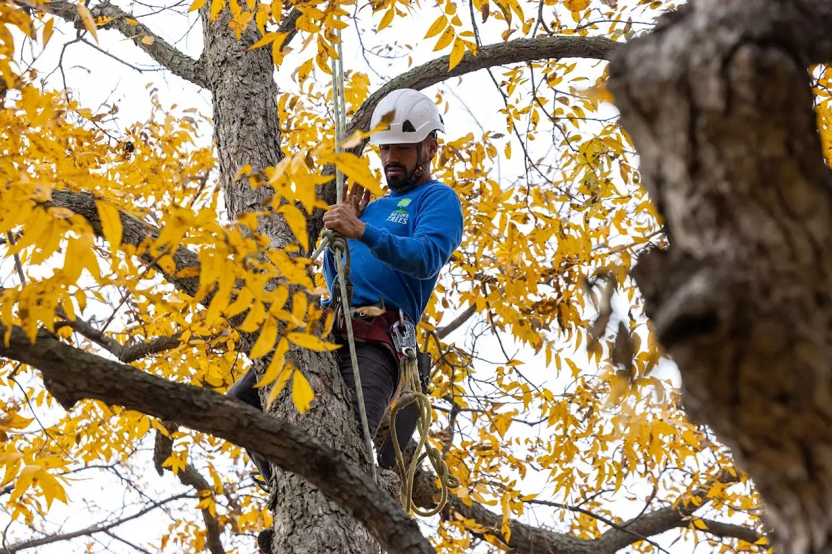 Skilled Tree Transplanting crew working in Sedalia