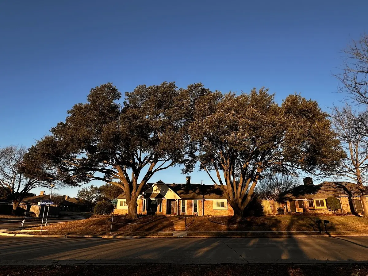 Established residential canopy tree shading a home in Sedalia